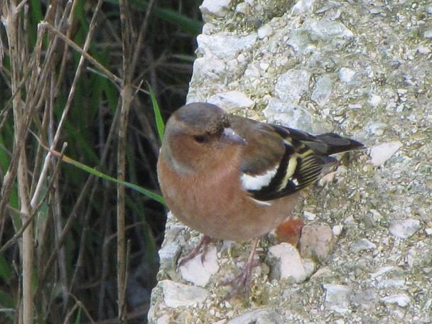 Maschio di fringuello